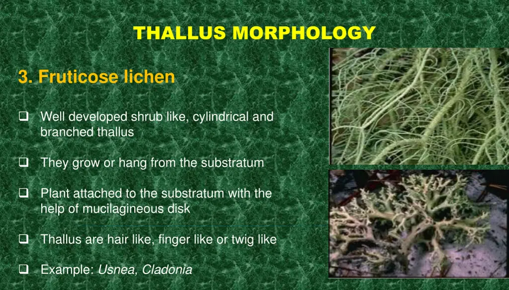 thallus morphology 2