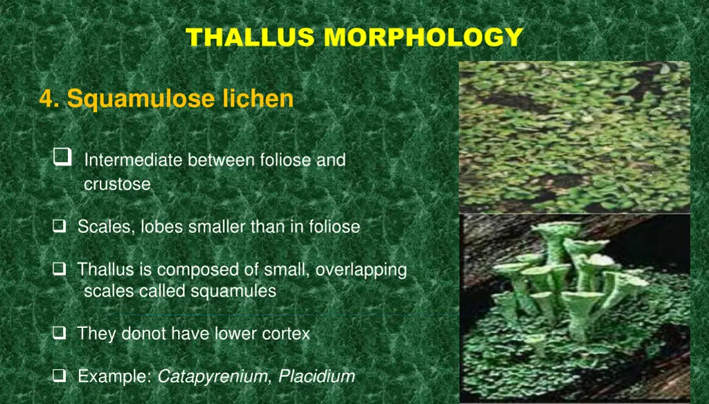 thallus morphology 3