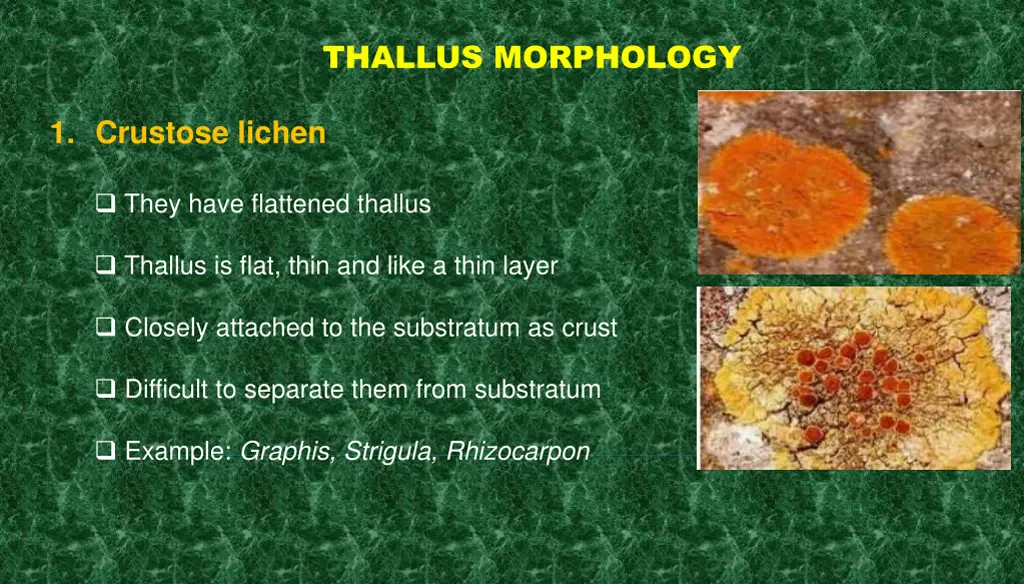 thallus morphology