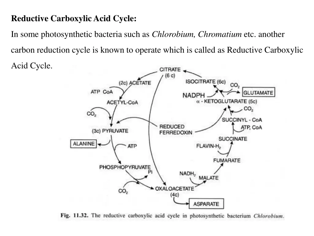 reductive carboxylic acid cycle