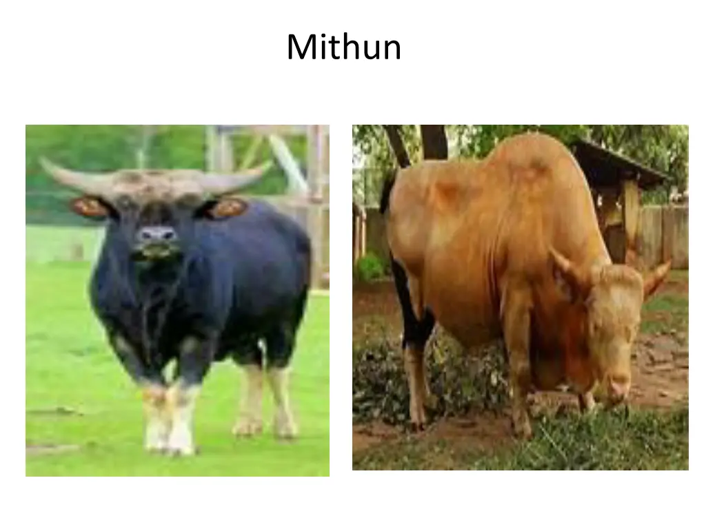 mithun