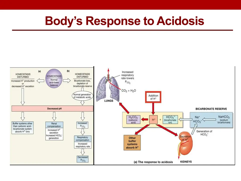 body s response to acidosis