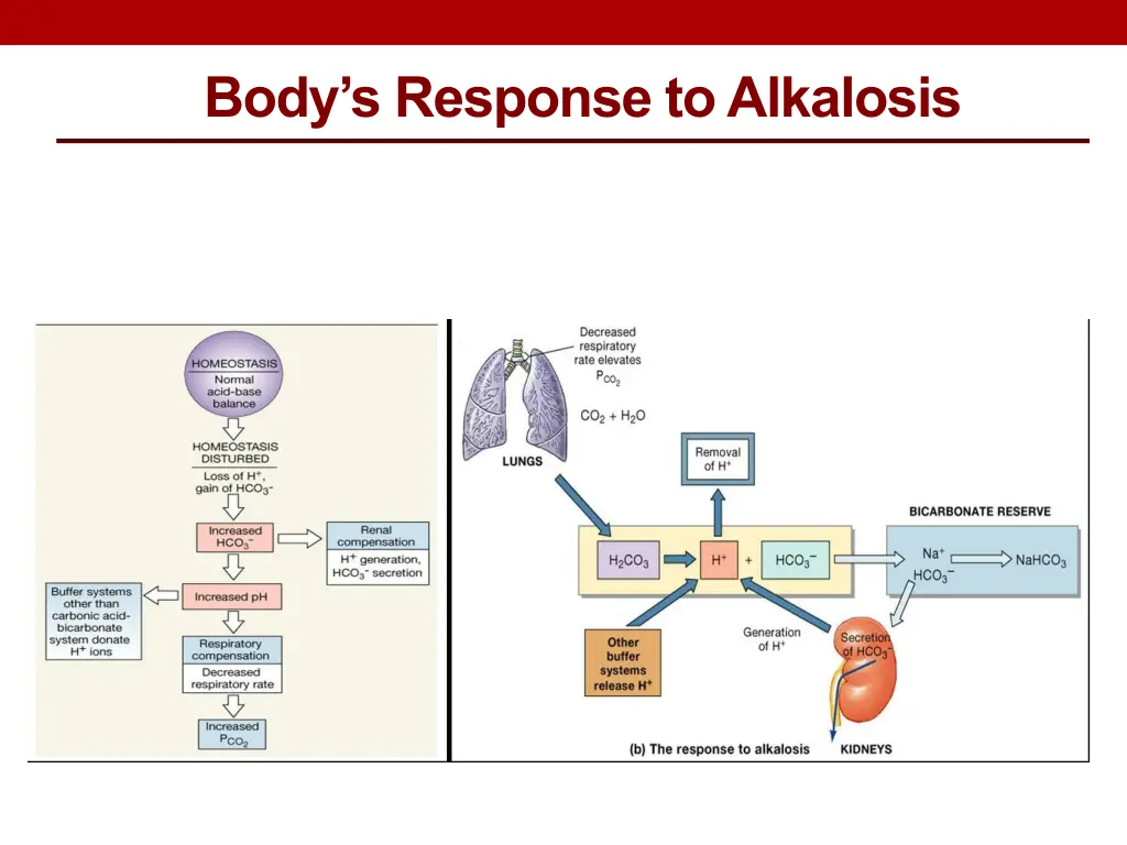 body s response to alkalosis