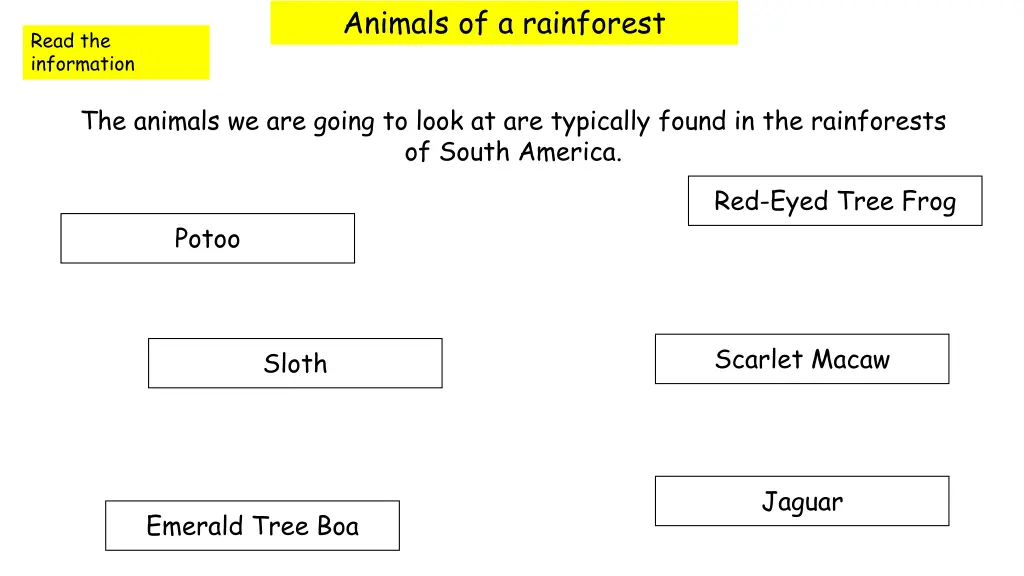 animals of a rainforest