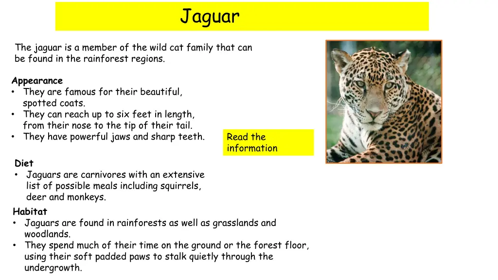 jaguar