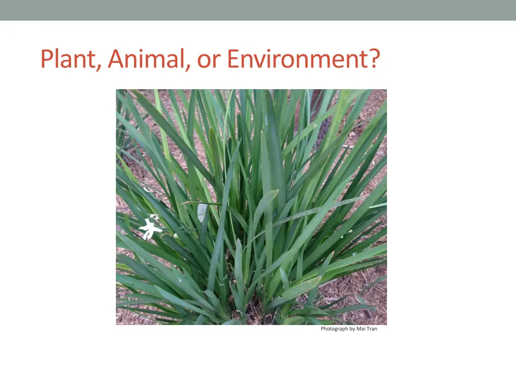 plant animal or environment 1