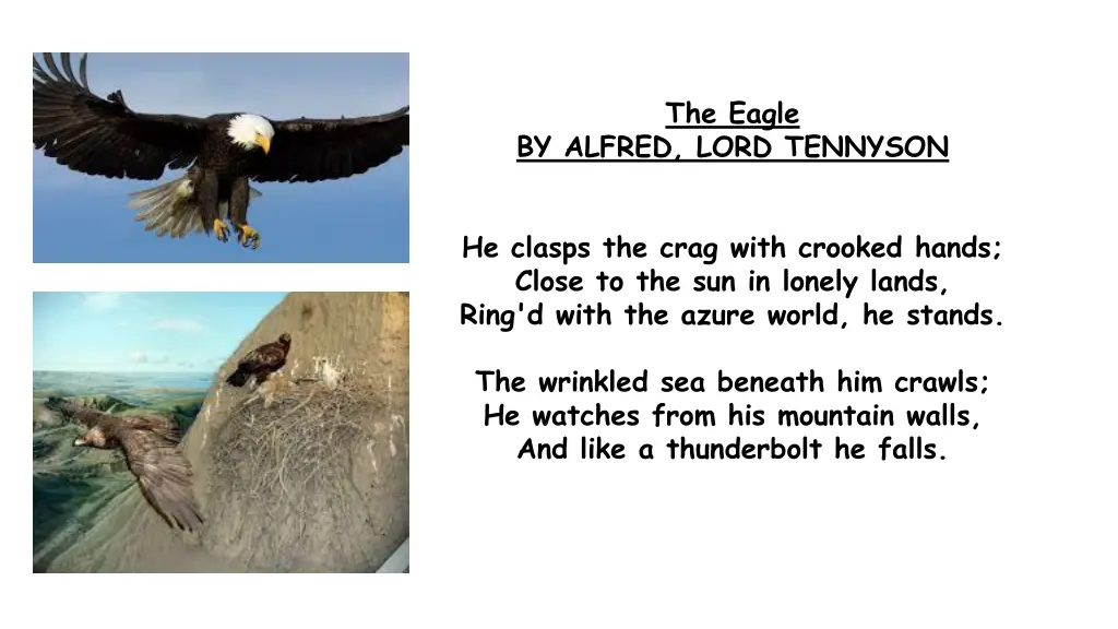 the eagle 1