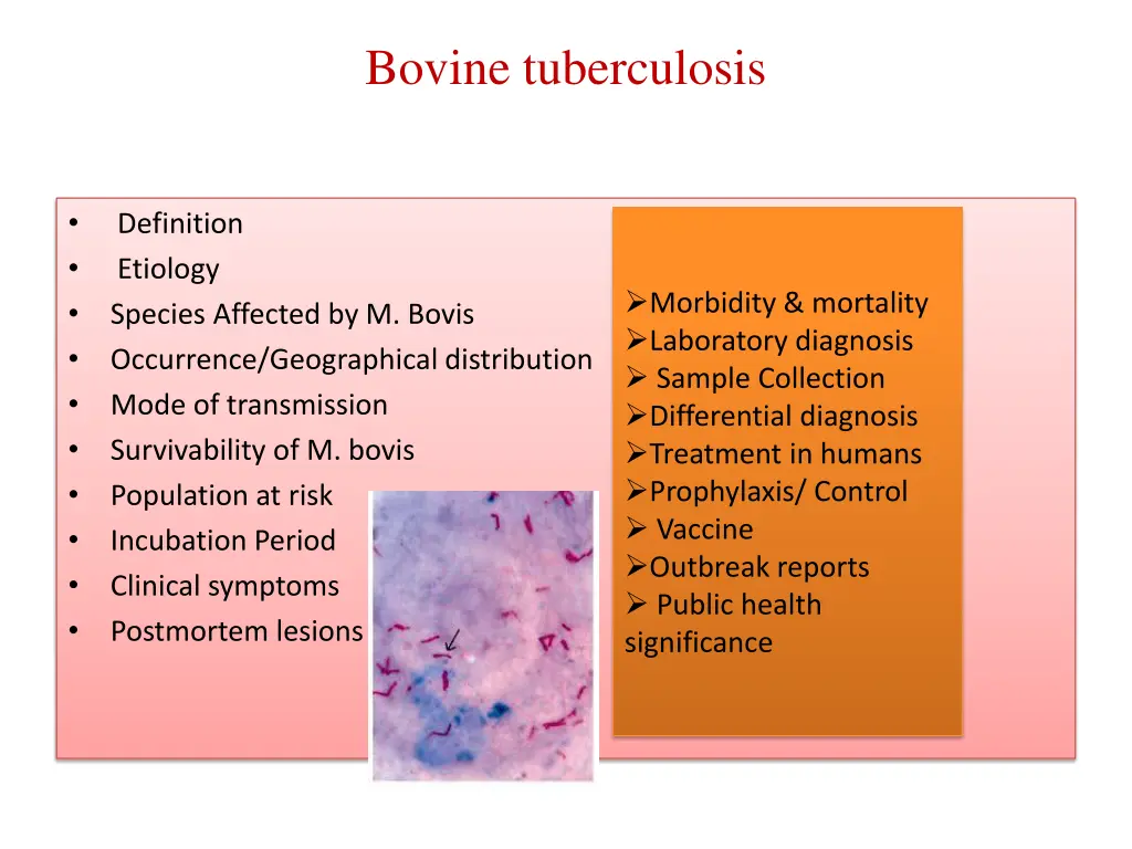 bovine tuberculosis