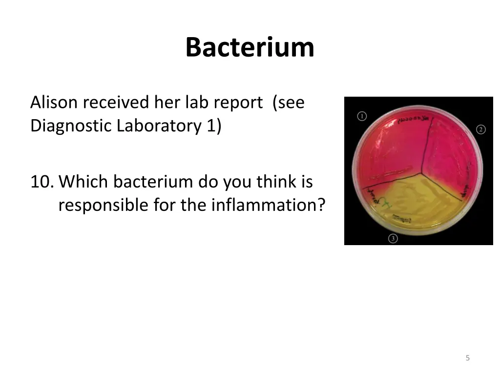 bacterium