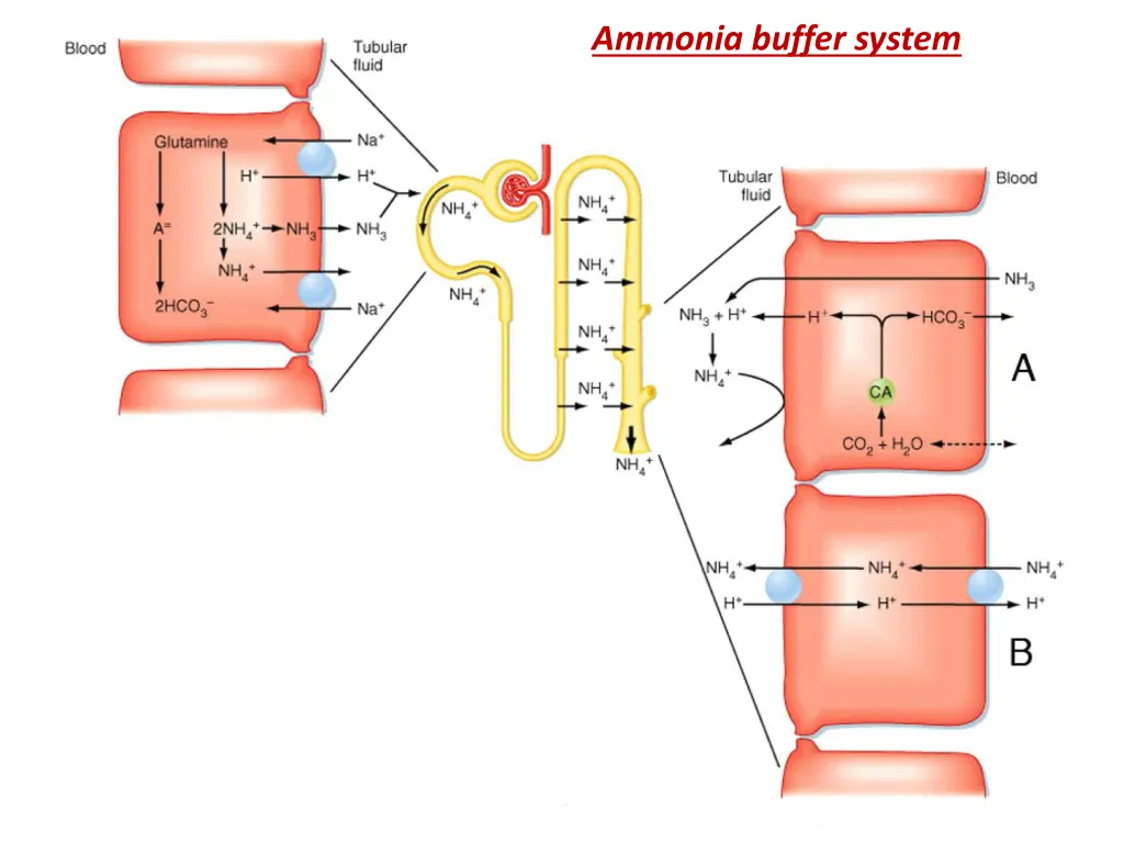 ammonia buffer system