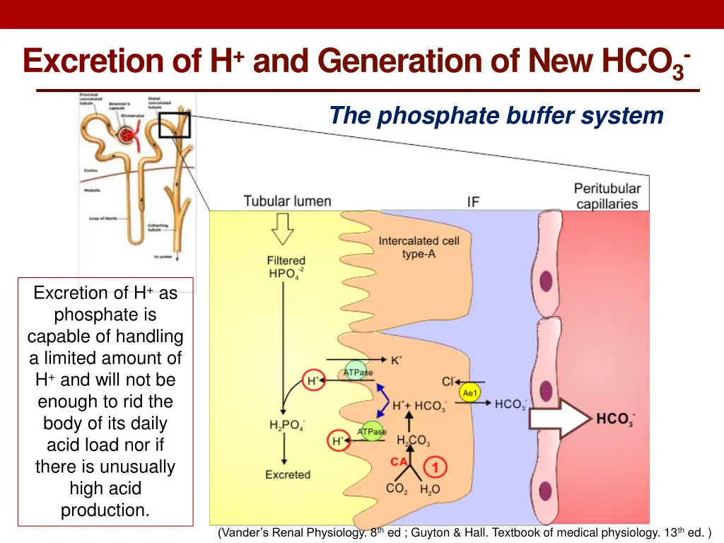 excretion of h and generation of new hco 3