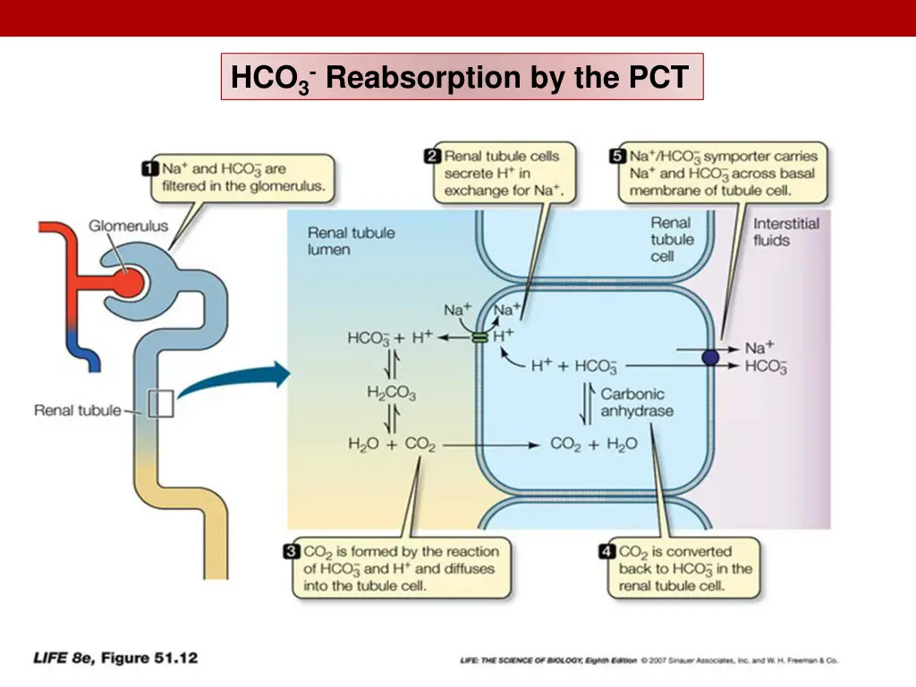 hco 3 reabsorption by the pct