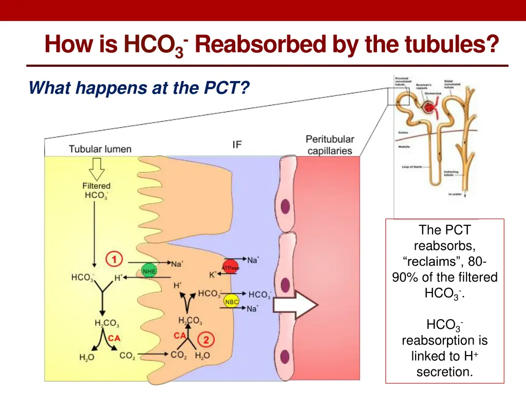 how is hco 3 reabsorbed by the tubules