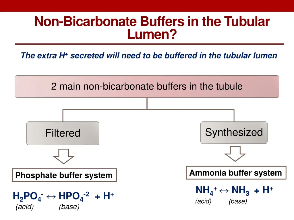 non bicarbonate buffers in the tubular lumen