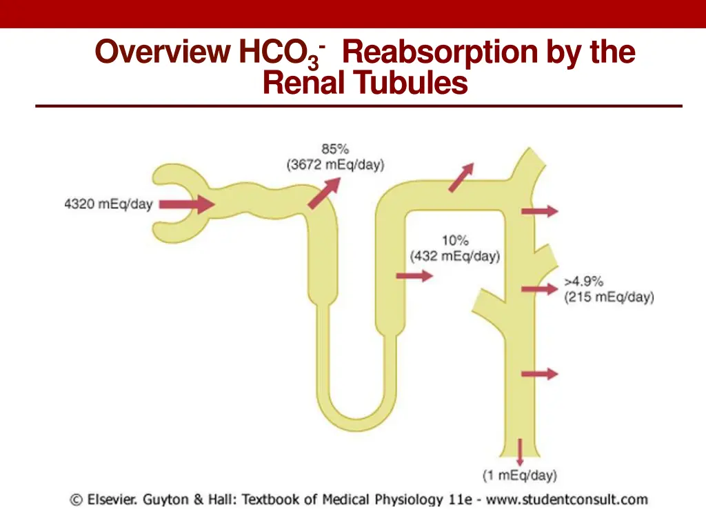 overview hco 3 reabsorption by the renal tubules