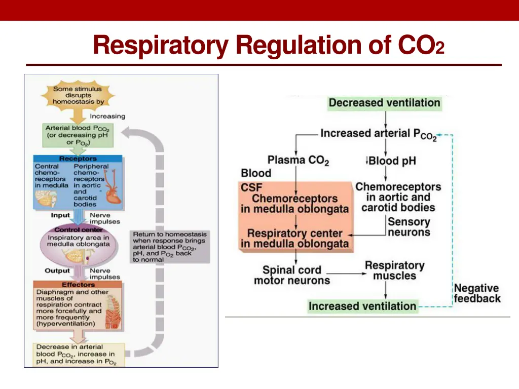 respiratory regulation of co 2