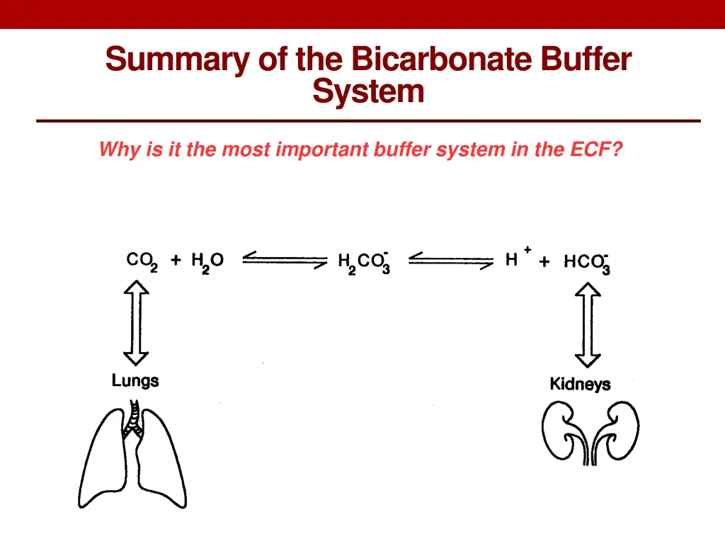 summary of the bicarbonate buffer system