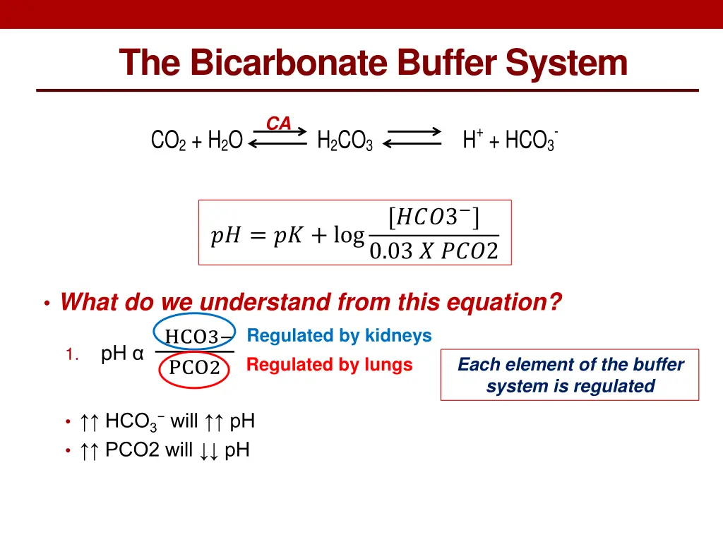 the bicarbonate buffer system 2