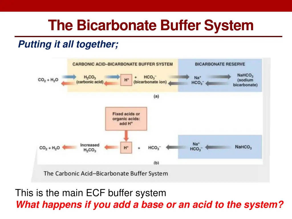 the bicarbonate buffer system putting