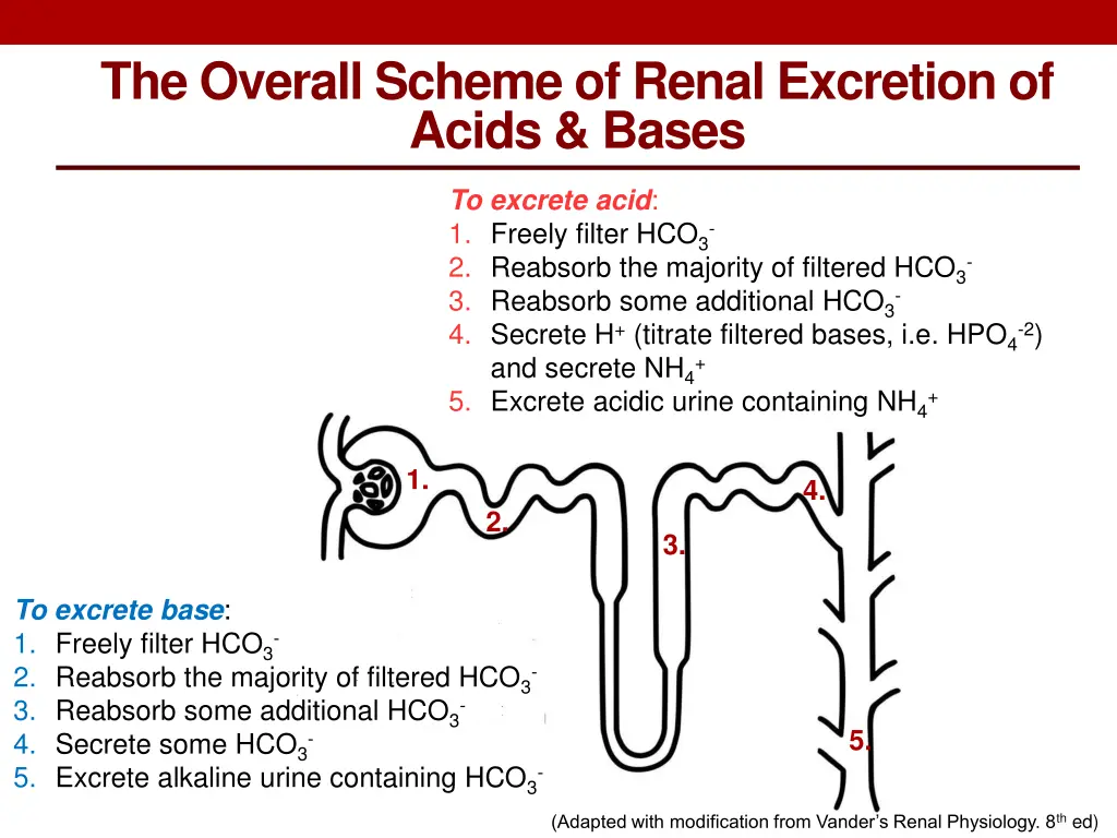 the overall scheme of renal excretion of acids