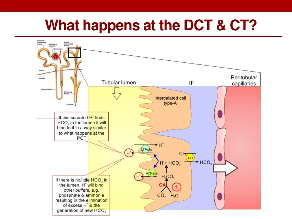 what happens at the dct ct