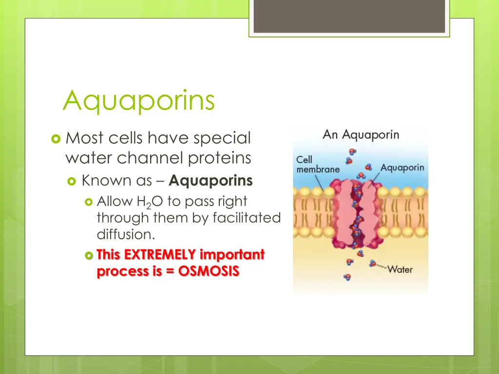 aquaporins