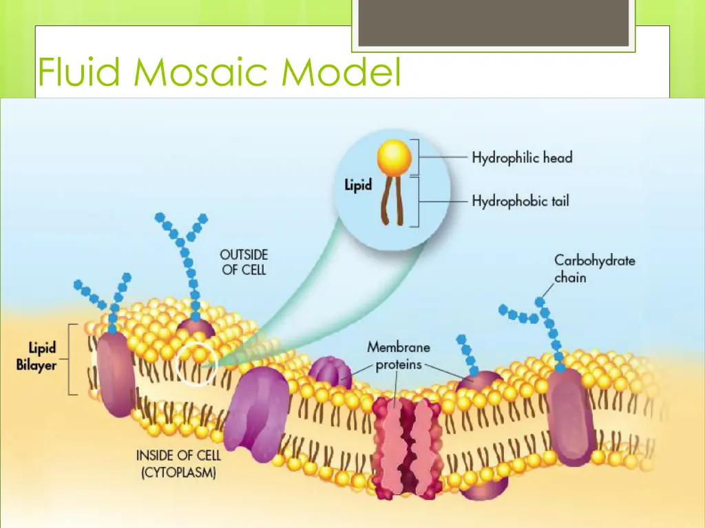 fluid mosaic model