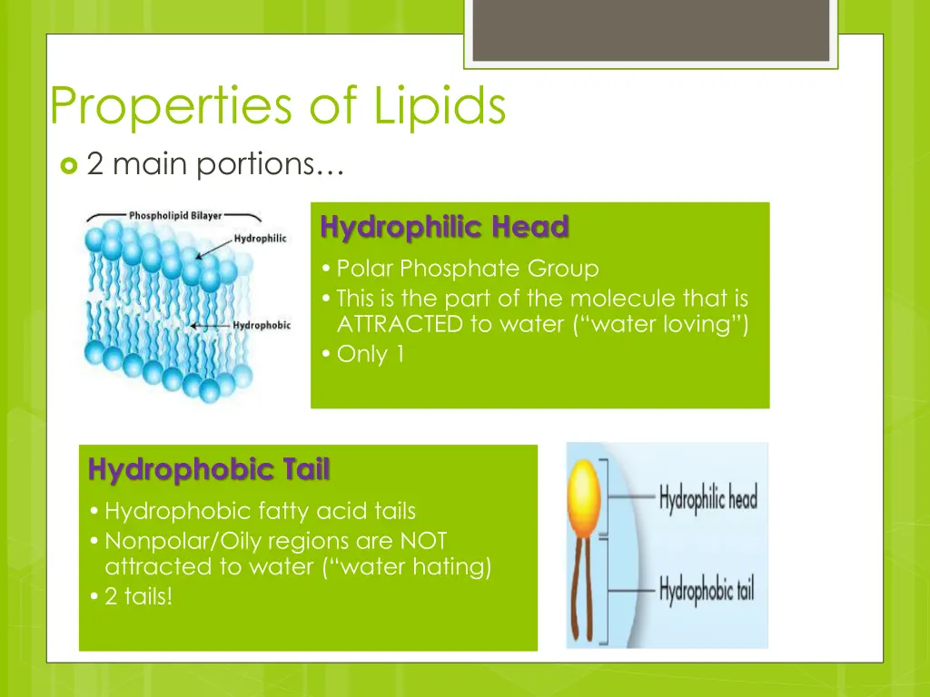 properties of lipids 2 main portions