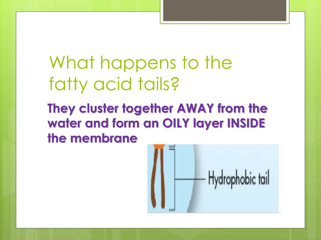 what happens to the fatty acid tails they cluster