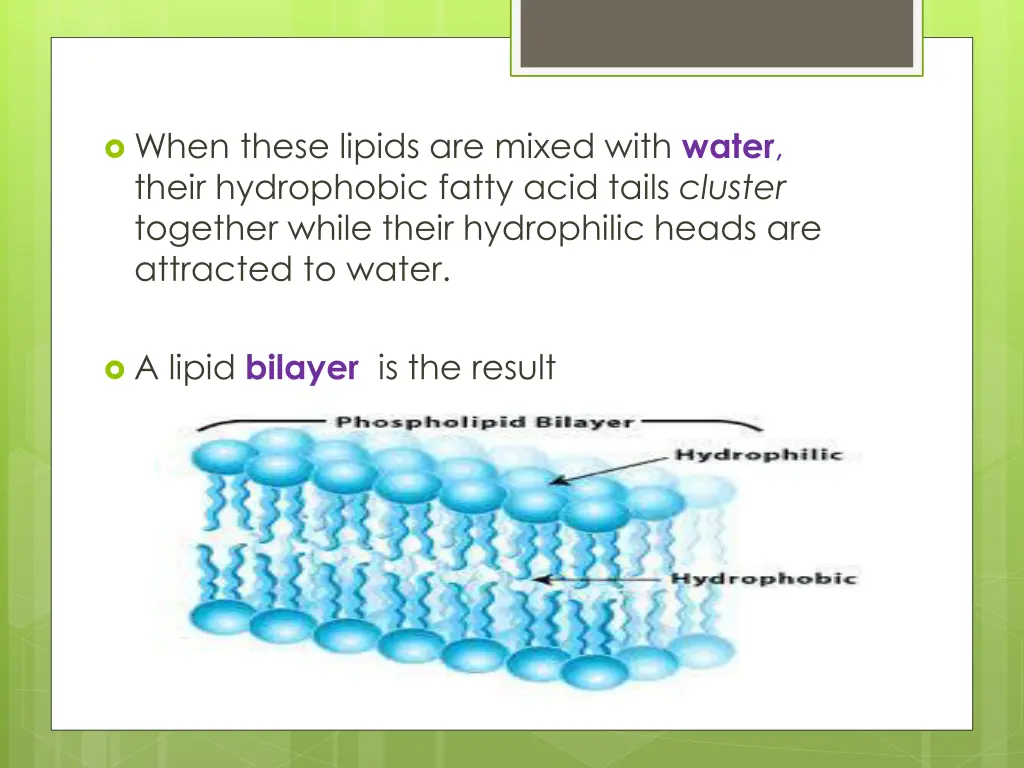 when these lipids are mixed with water their