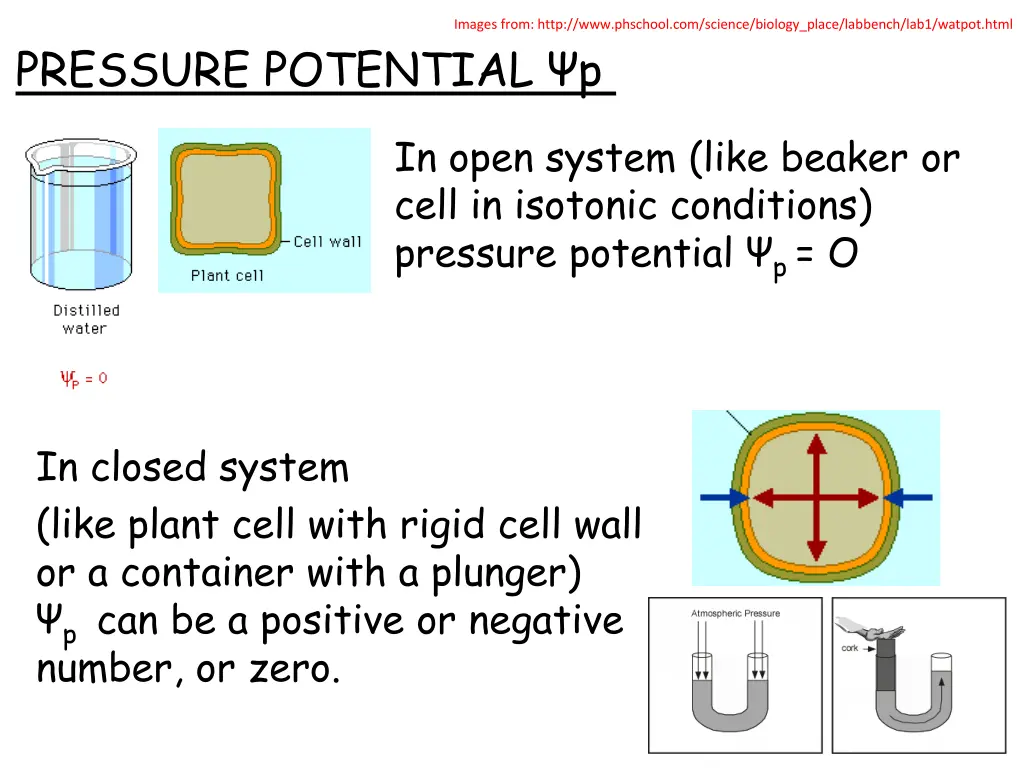 images from http www phschool com science biology