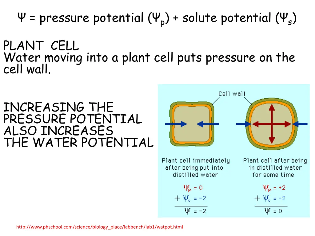 pressure potential p solute potential s 1