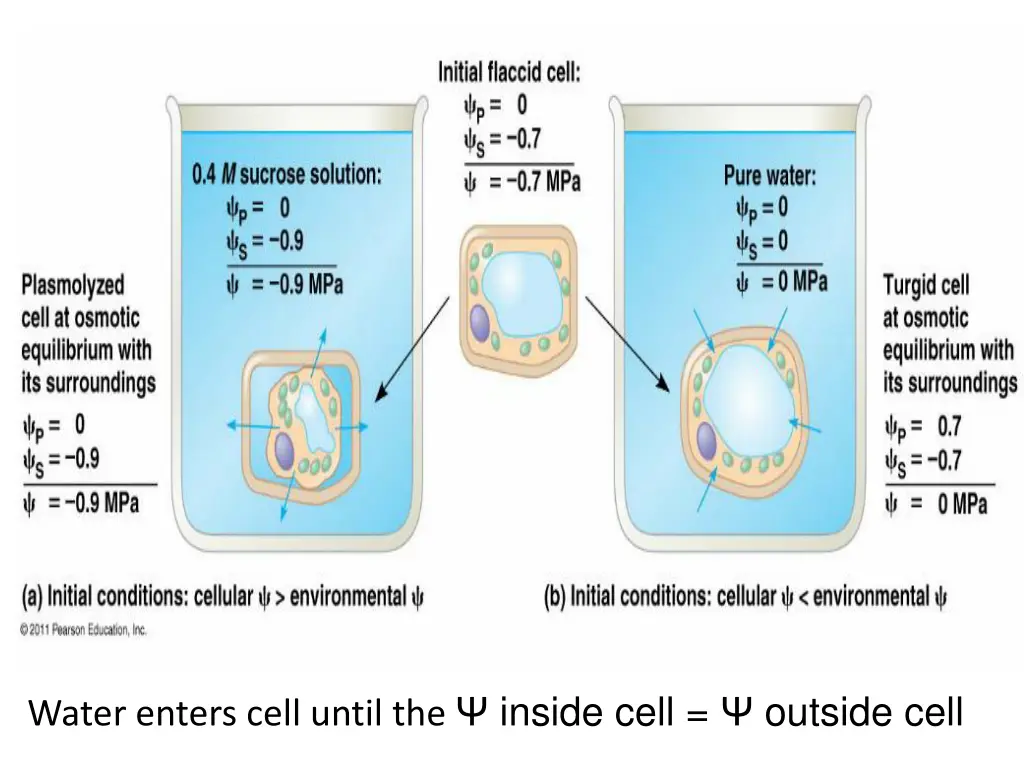 water enters cell until the inside cell outside 1