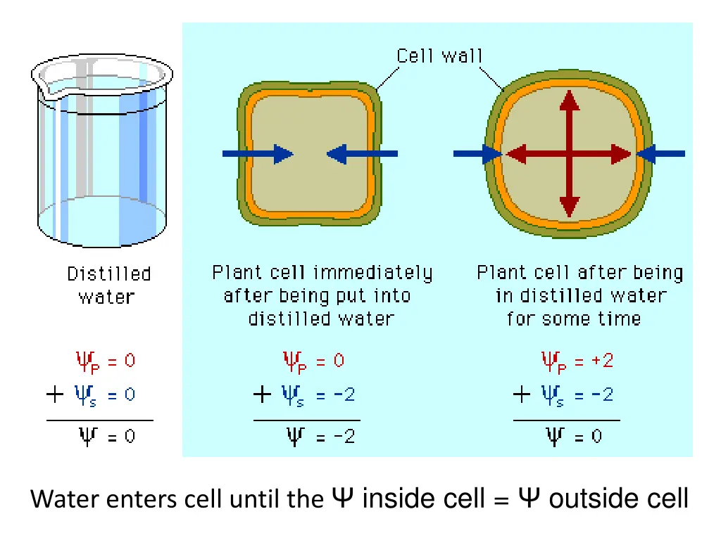 water enters cell until the inside cell outside