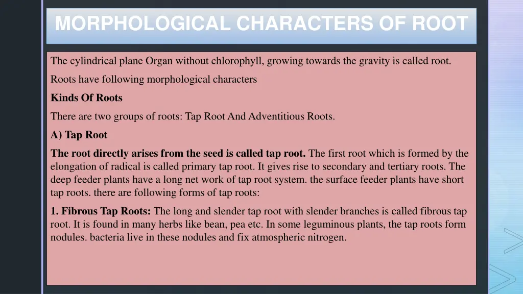 morphological characters of root