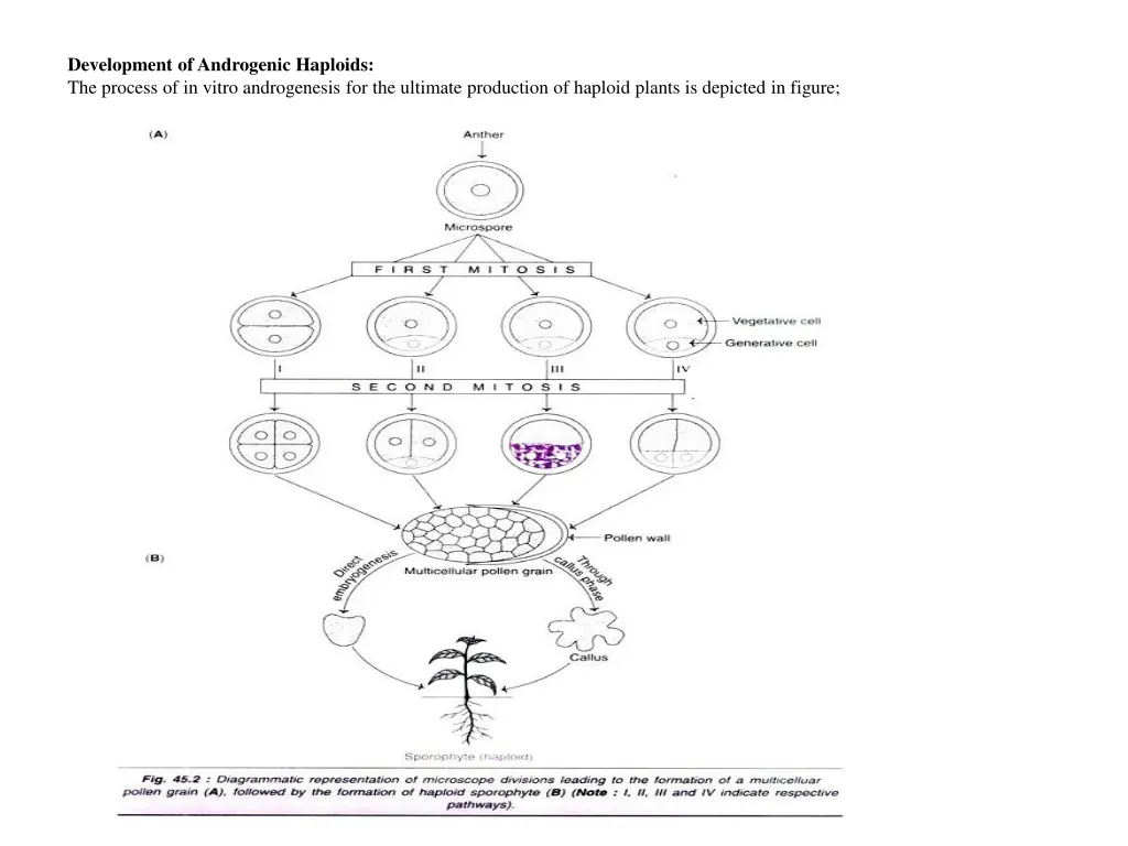 development of androgenic haploids the process