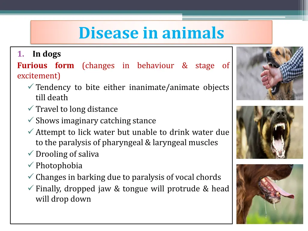 disease in animals 1