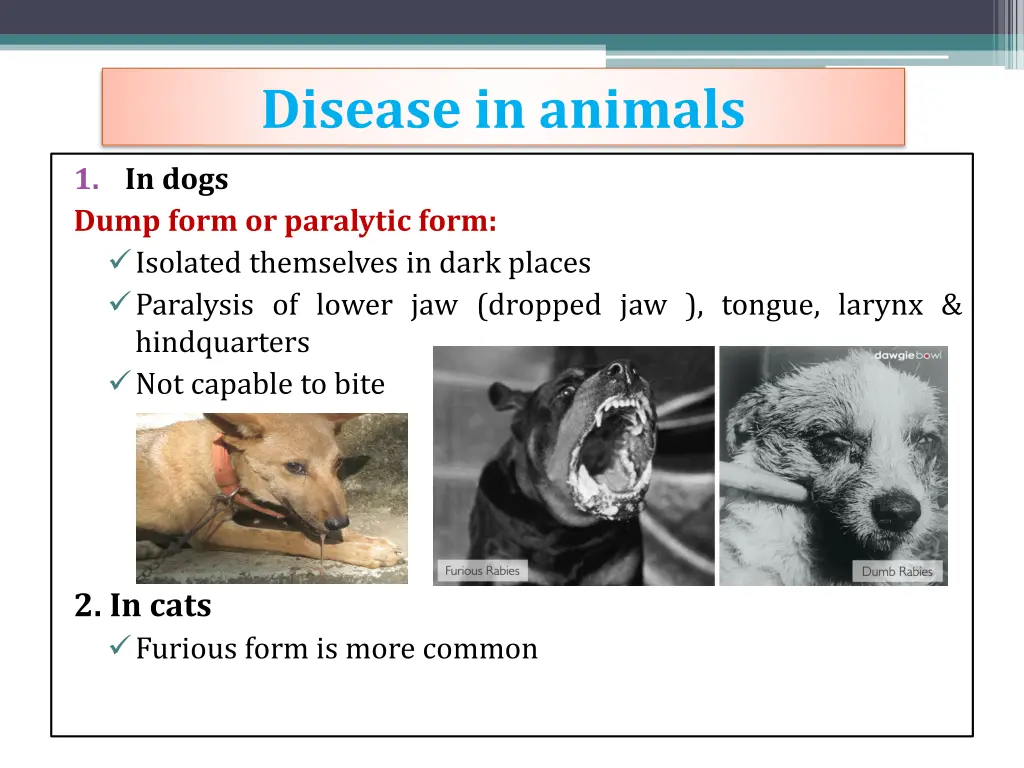 disease in animals 2