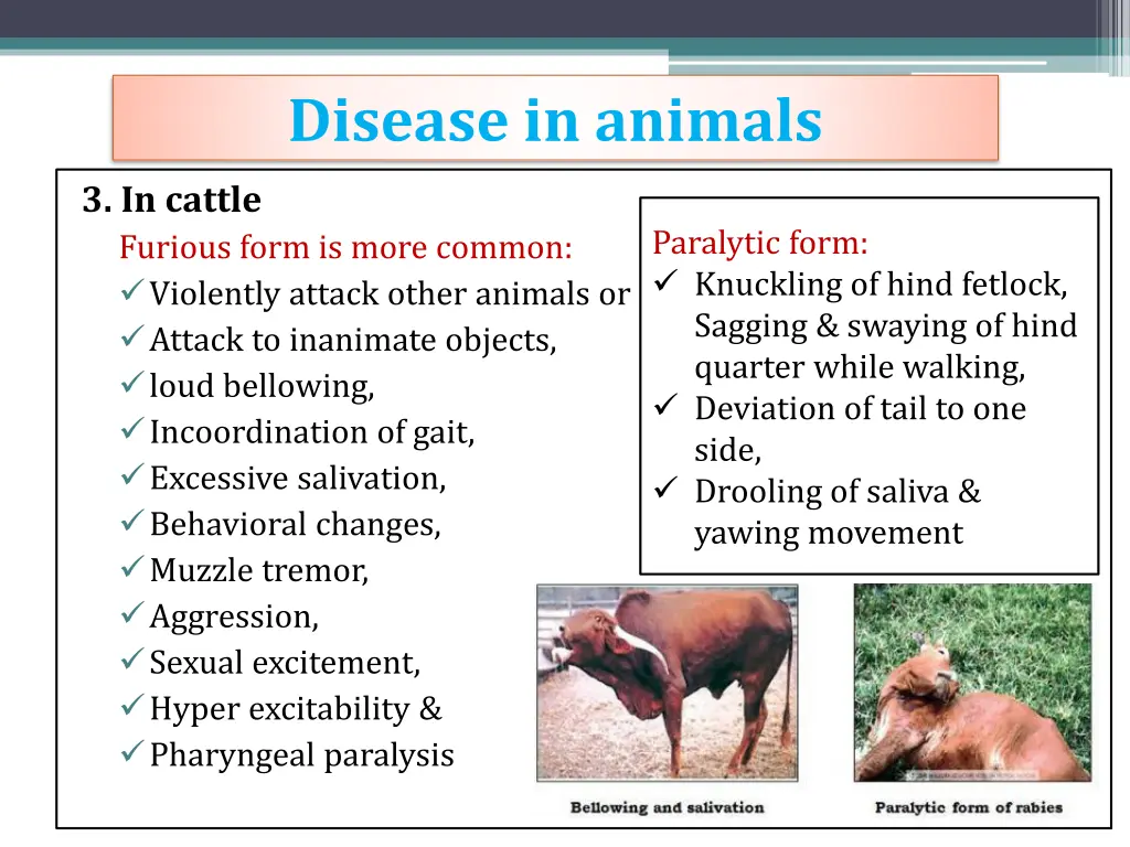 disease in animals 3