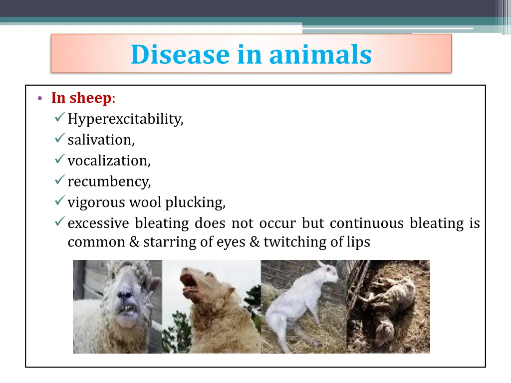 disease in animals 4