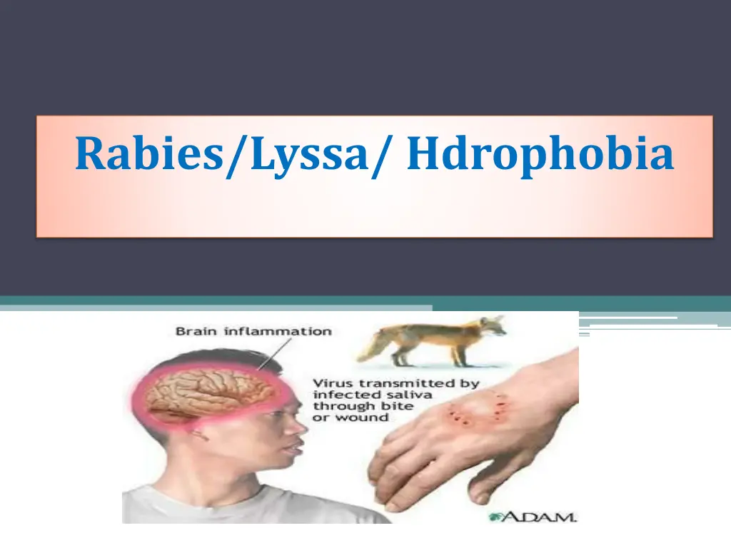 rabies lyssa hdrophobia