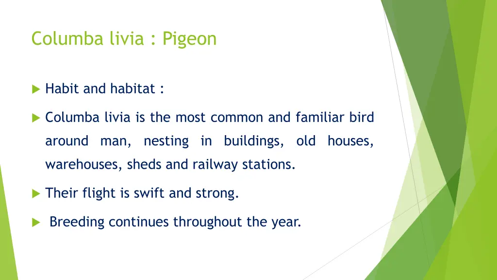 columba livia pigeon 1