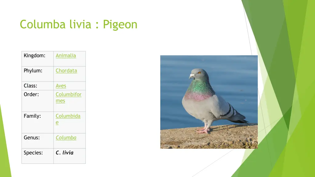 columba livia pigeon