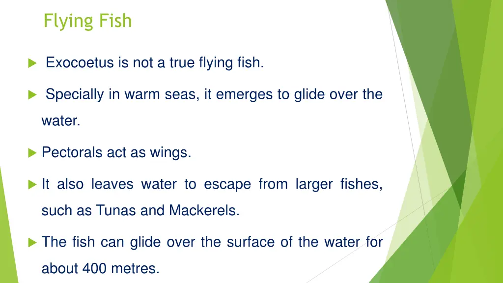 flying fish 2