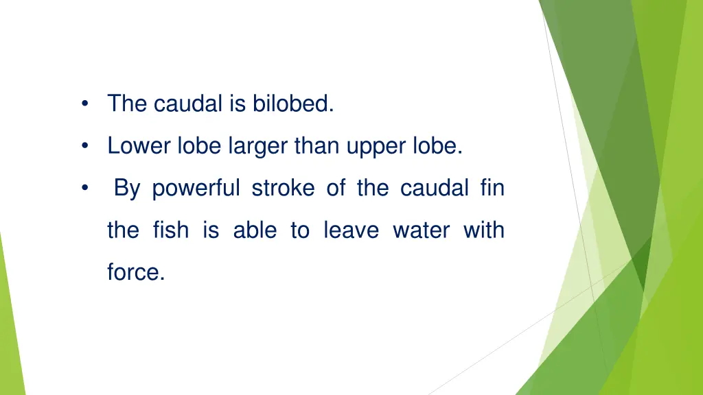 the caudal is bilobed