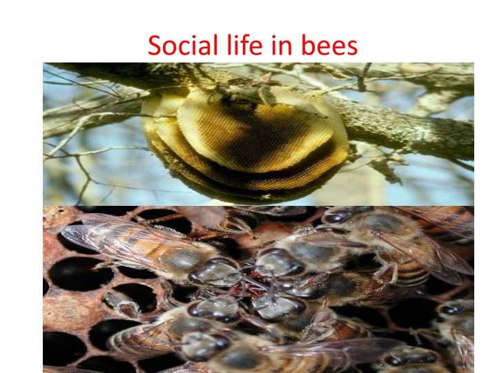 social life in bees