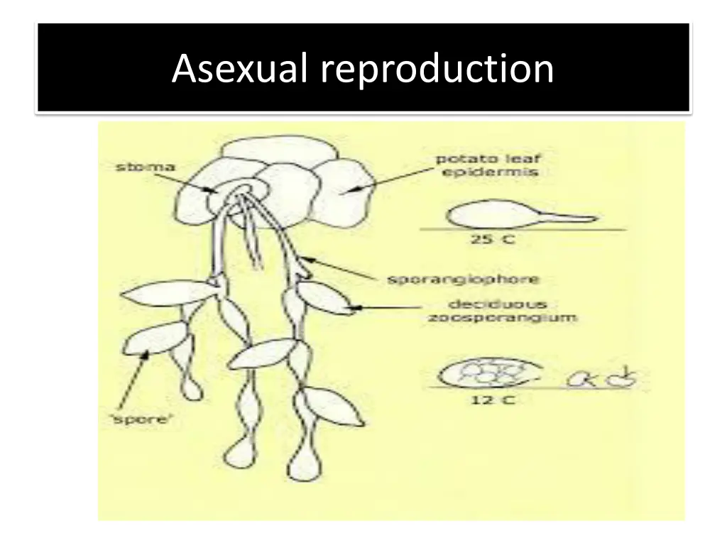 asexual reproduction 1