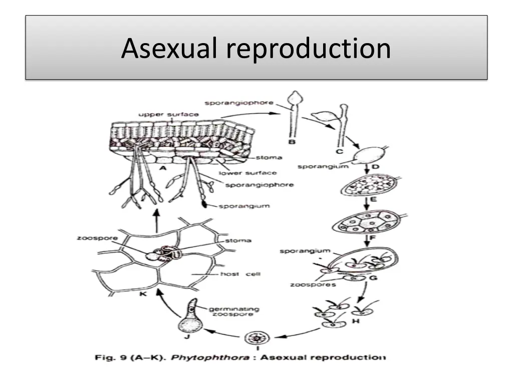 asexual reproduction