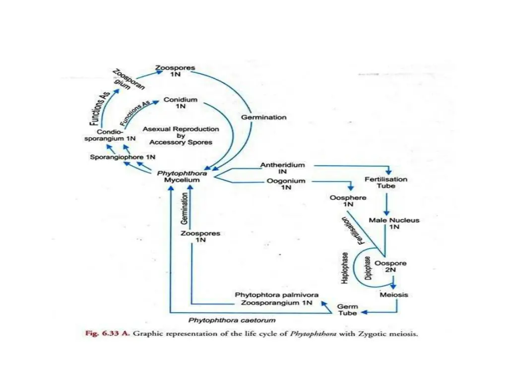 graphic representation of the life cycle