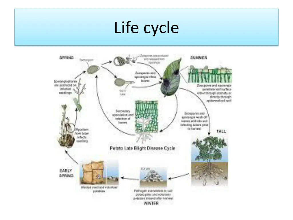 life cycle